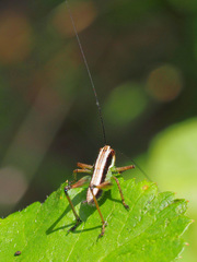 Pachytrachis