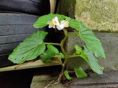 Begonia cucullata