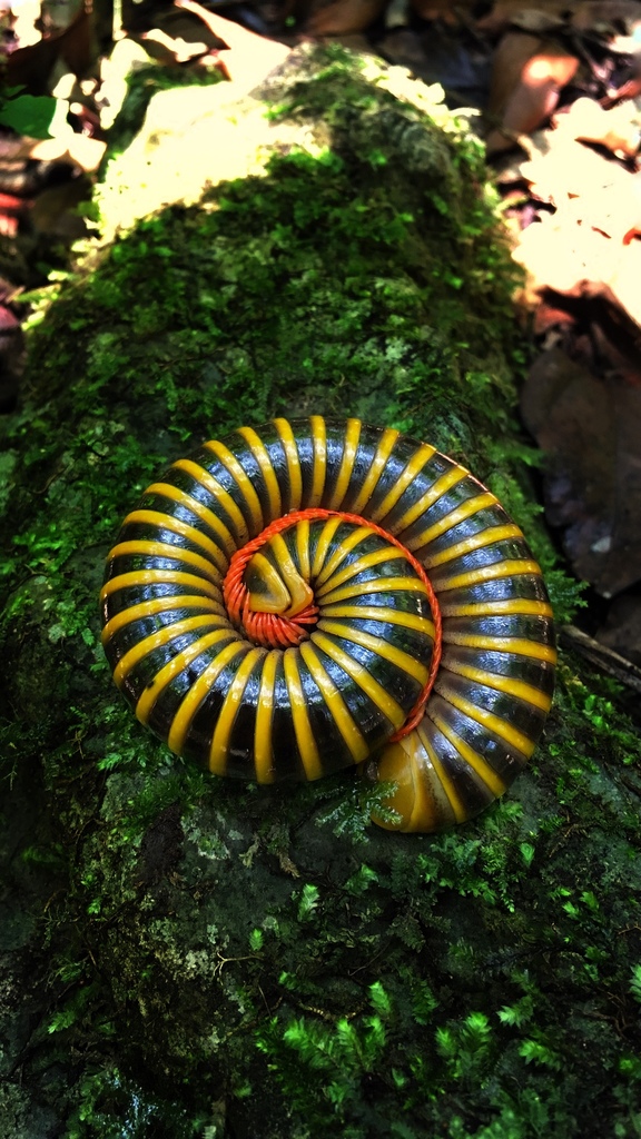 Messicobolus magnificus