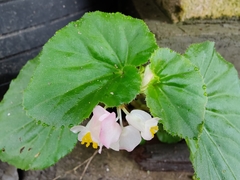 Begonia cucullata
