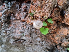 Bradybaena similaris