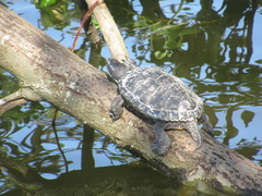 Trachemys scripta