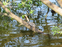 Trachemys scripta