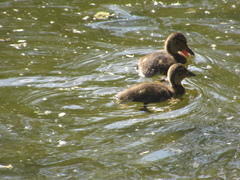 Anas platyrhynchos