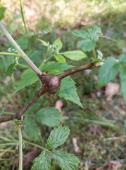 Lasioptera rubi
