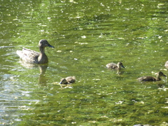 Anas platyrhynchos