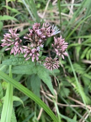 Eupatorium tashiroi
