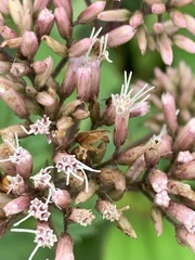 Eupatorium tashiroi