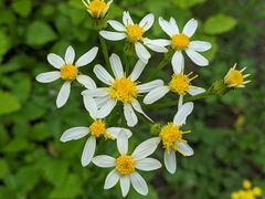 Senecio integerrimus ochroleucus