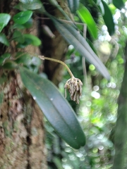 Bulbophyllum melanoglossum