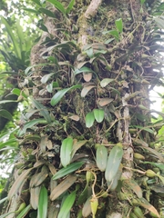 Bulbophyllum melanoglossum