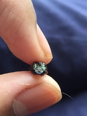 Onthophagus bifasciatus