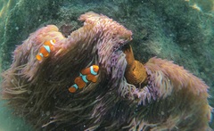 Amphiprion percula