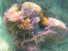 Amphiprion percula