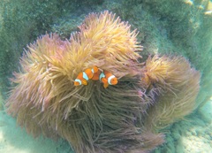 Amphiprion percula
