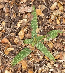 Aloe greatheadii