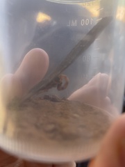 Uroplectes fischeri