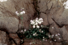 Chaenorhinum villosum