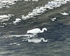 Egretta garzetta
