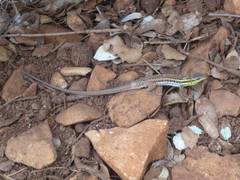 Ophisops elegans macrodactylus