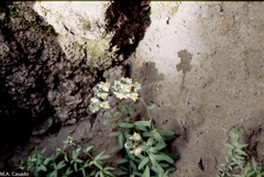 Linaria verticillata