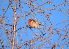 Carpodacus sibiricus