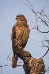 Accipiter badius