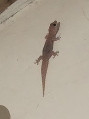 Hemidactylus angulatus