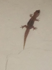 Hemidactylus angulatus