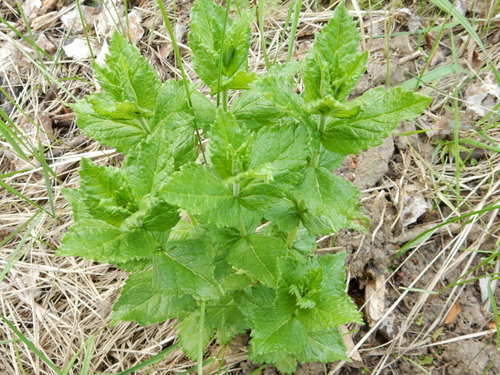 Broadleaf Speedwell
