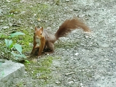 Sciurus vulgaris