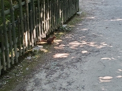 Sciurus vulgaris
