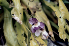 Pinguicula longifolia