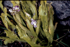 Pinguicula longifolia