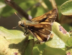 Ochlodes agricola