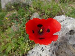 Papaver