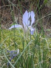Iris unguicularis
