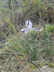Iris unguicularis