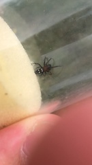 Titanoeca quadriguttata