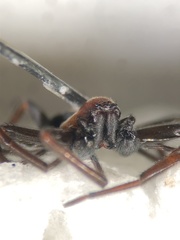 Titanoeca quadriguttata