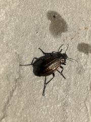 Carabus clatratus