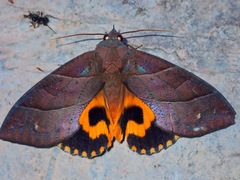 Eudocima srivijayana