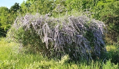 Buddleja alternifolia
