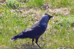 Corvus monedula