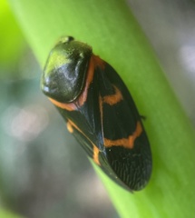 Okiscarta