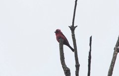 Carpodacus vinaceus