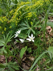 Ornithogalum gussonei