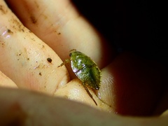 Diplonychus rusticus