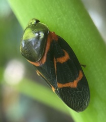 Okiscarta