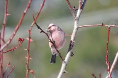 Carpodacus waltoni
